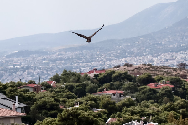 Η Αττική Οδός συμμετέχει στην αναδάσωση καμμένων περιοχών στο Ντράφι Πεντέλης