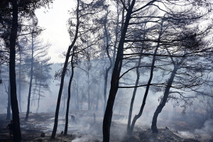 Τι συμβαίνει με τις φωτιές και τα δίκτυα ηλεκτρισμού