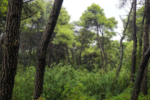 Κοζάνη: Το πρώτο ελληνικό «Πρότυπο Δάσος» ιδρύθηκε στη Δυτ. Μακεδονία