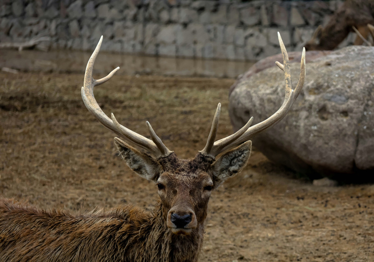 WWF: Πρόσκληση εκδήλωσης ενδιαφέροντος για χορήγηση υποτροφιών