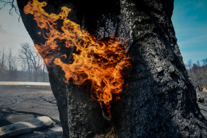 Οικολόγοι ΠΡΑΣΙΝΟΙ: Πυρκαγιές και κλιματική αλλαγή χωρίς έλεγχο μας οδηγούν σε «συλλογική αυτοκτονία»
