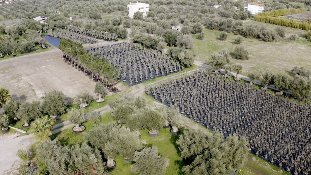H Lamda Development μεταφύτευσε 3.000 δέντρα στο Ελληνικό