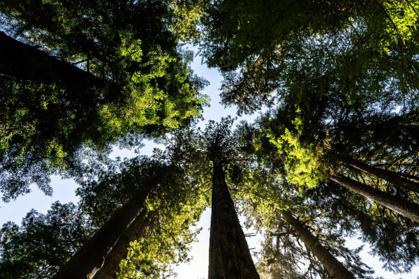 COP15: Δεσμεύσεις για αύξηση της χρηματοδότησης σχετικά με τη βιοποικιλότητα