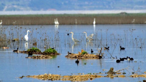 Με 76 υγροτόπους συμμετέχει η Περιφέρεια Θεσσαλίας στο Χάρτη για την ανάδειξη των Υγροτόπων της Βαλκανικής Μεσογείου