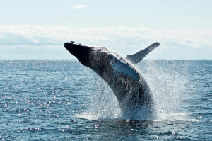 SAvE Whales: H έξυπνη τεχνολογία που αποτρέπει τη σύγκρουση φυσητήρων με πλοία