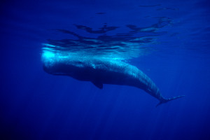 Το έργο SAvE Whales ολοκληρώνει με επιτυχία το 2ο έτος υλοποίησής του