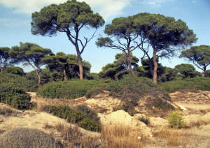 Περιβαλλοντικές Οργανώσεις: Η αντιπυρική προστασία δεν μπορεί να καταστρέφει σπάνια προστατευόμενα δάση