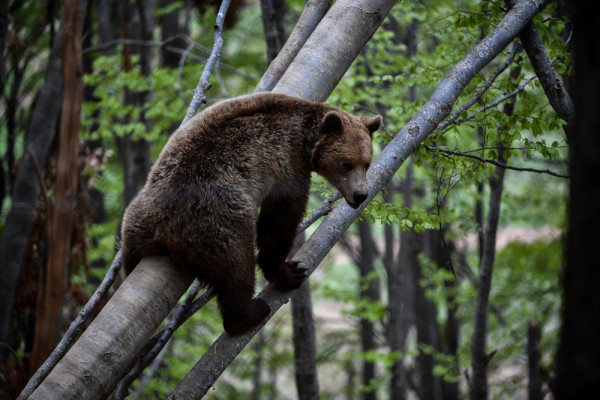ΥΠΕΝ: Οι ενέργειες για τα περιστατικά θανάτωσης τριών αρκούδων στη Φλώρινα