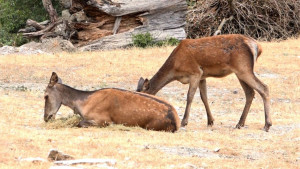 ΥΠΕΝ: Σίτιση ελαφιών σε περιοχές της Ρόδου που επλήγησαν από την πυρκαγιά