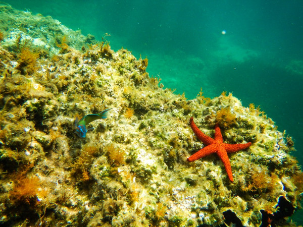 Συνεργασία Nova με την Αegean Rebreath με στόχο την απορρύπανση των βυθών