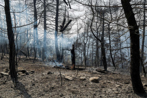 Greenpeace: Ακραίες δασικές πυρκαγιές - Η Ελλάδα θερμαίνεται, ξηραίνεται και καίγεται