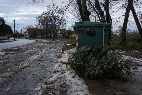 Δήμος Θεσσαλονικης: Αποκομιδή και ανακύκλωση των φυσικών Χριστουγεννιάτικων δέντρων