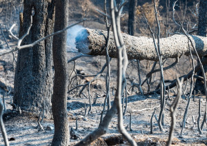 Η κινητοποίηση της Κομισιόν για την αντιμετώπιση των δασικών πυρκαγιών