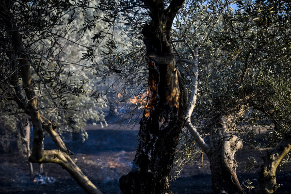 Η EY Ελλάδος φύτευσε 270 ελιές στην Άμφισσα