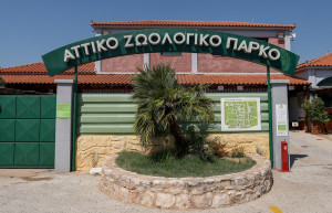 ΥΠΕΝ: Αυτοψία κλιμακίου στο Αττικό Ζωολογικό Πάρκο με αφορμή τη θανάτωση του χιμπατζή