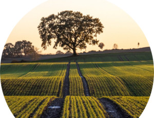 Ικανοποίηση του Bioenergy Europe και της ΕΛΕΑΒΙΟΜ για την αναγνώριση του ρόλου της Bιοενέργειας στη νέα Στρατηγική της ΕΕ για τη Βιοοικονομία