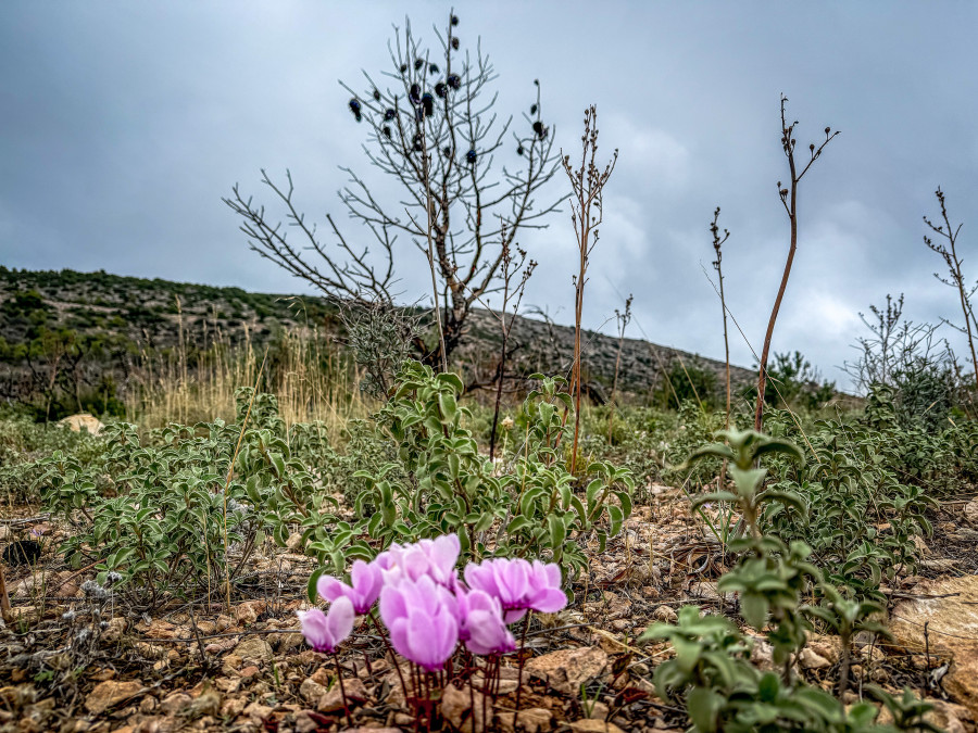 Ανασκόπηση αντιπυρικής περιόδου 2025 από το WWFΕλλάς και την ομάδα FLAME του Εθνικού Αστεροσκοπείου Αθηνών