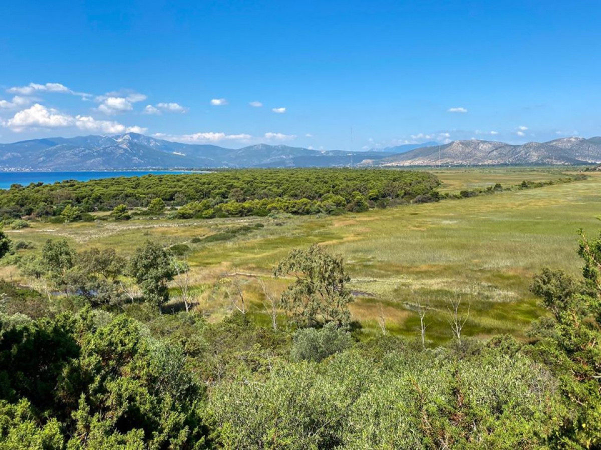 Συμμετοχή ΕΟΑΝ σε καθαρισμό του πευκοδάσους και της παραλίας του Πάρκου Σχινιά