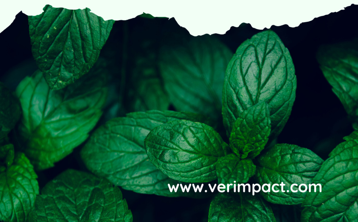 Verimpact: Διαδικτυακό εργαστήριο NEUROCLIMA Forum &amp; Digital Tool Showcase