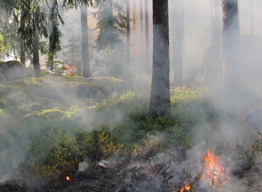 WWF: Τα λάθη της Ελλάδας με τις δασικές πυρκαγιές