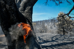 Πρότυπη αναδάσωση σε επανειλημμένως καμένη περιοχή του Εθνικού Δρυμού Σουνίου ξεκινά το WWF Ελλάς