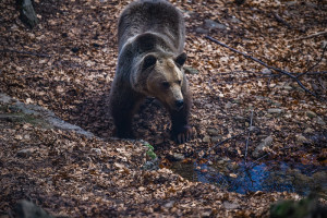 Εκδόθηκε η ΚΥΑ για Κέντρα Περίθαλψης και Σταθμούς Πρώτων Βοηθειών ειδών της άγριας πανίδας