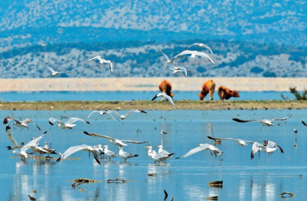 Η Περιφέρεια Θεσσαλίας χαρτογραφεί και προστατεύει τους 88 υγροτόπους της