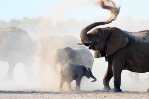 Έκθεση WWF Ζωντανός Πλανήτης 2026