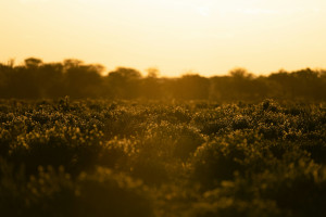 Ο Ιανουάριος του 2026, ο 5ος θερμότερος που καταγράφτηκε ποτέ, παρά τα κύματα ψύχους στο βόρειο ημισφαίριο