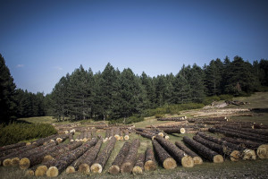 ΥΠΕΝ: Αύξηση 15% στις τιμές αποζημίωσης των υλοτόμων των Δασικών Συνεταιρισμών