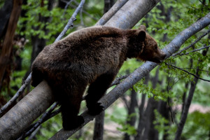 ΥΠΕΝ: Αδειοδοτήθηκαν τρία Κέντρα Περίθαλψης Ειδών Άγριας Πανίδας