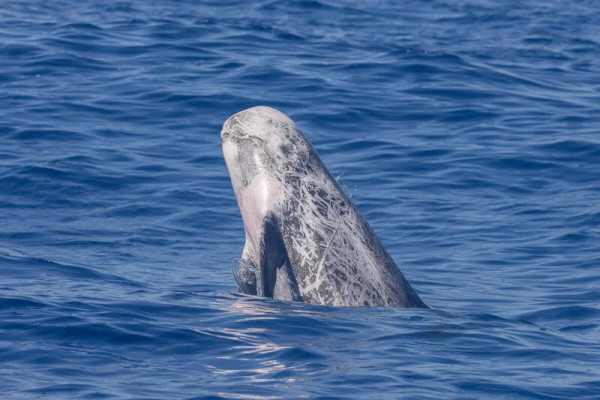 Έρευνα Greenpeace: Απειλούμενες φάλαινες διαβιούν στην Ελληνική Τάφρο