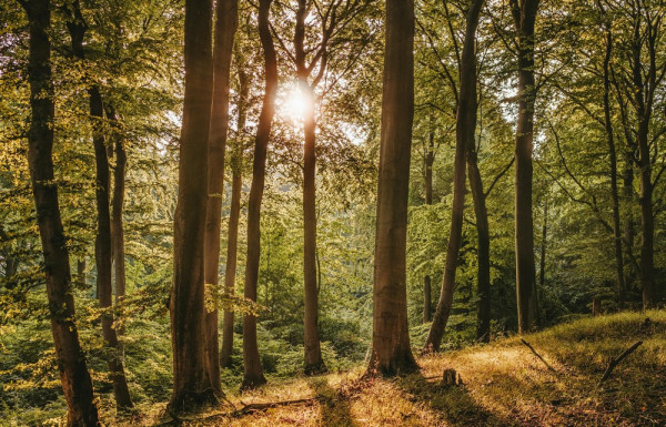Πώς θα λειτουργήσει το Χρηματιστήριο Ρύπων για τα Δάση