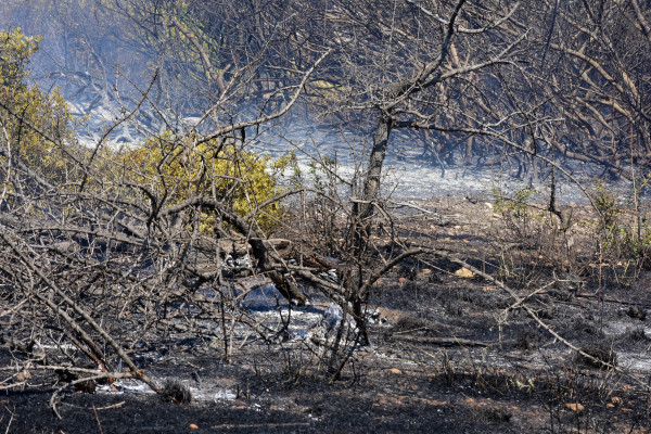 WWF Ελλάδος: Καλά νέα για τα δάση στην φετινή αντιπυρική; Όχι ακριβώς…