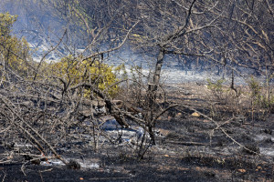 WWF Ελλάδος: Καλά νέα για τα δάση στην φετινή αντιπυρική; Όχι ακριβώς…