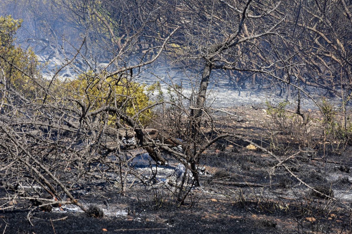 WWF Ελλάδος: Καλά νέα για τα δάση στην φετινή αντιπυρική; Όχι ακριβώς…