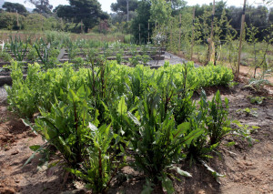 Θεσσαλονίκη: 15 θεματικοί κήποι στην ΑΓΣ προάγουν βιώσιμες πρακτικές και την ανθεκτικότητα στην κλιματική κρίση