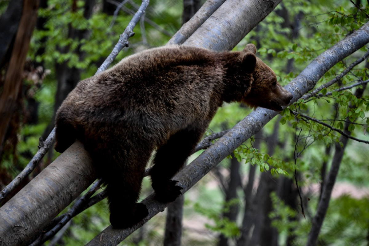 Με επιτυχία απεγκλωβίστηκε θηλυκή αρκούδα στην περιοχή των Πρεσπών