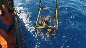 Ανακαλύφθηκε ναυάγιο των κλασικών χρόνων κατά τη διάρκεια έργων διασύνδεσης του ΑΔΜΗΕ