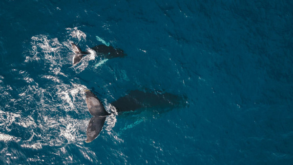 Υποσχέσεις χωρίς θεσμοθέτηση και θεσμοθέτηση έναντι των υποσχέσεων; Κοινή επιστολή 13 οργανώσεων για τα Θαλάσσια Πάρκα στην Ελλάδα