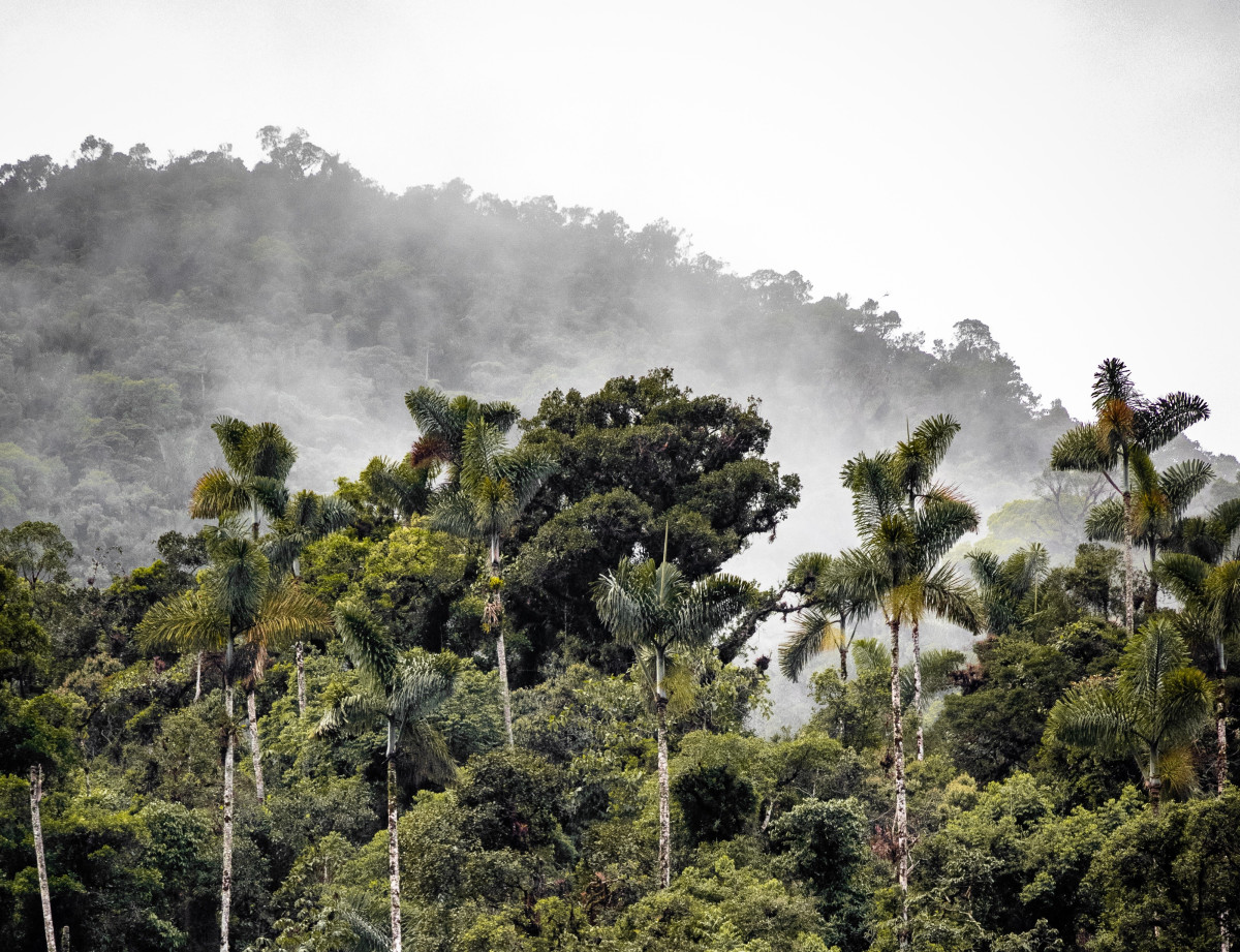 Greenpeace: Κάθε χρόνο και νέο αρνητικό ρεκόρ αποψίλωσης στον Αμαζόνιο