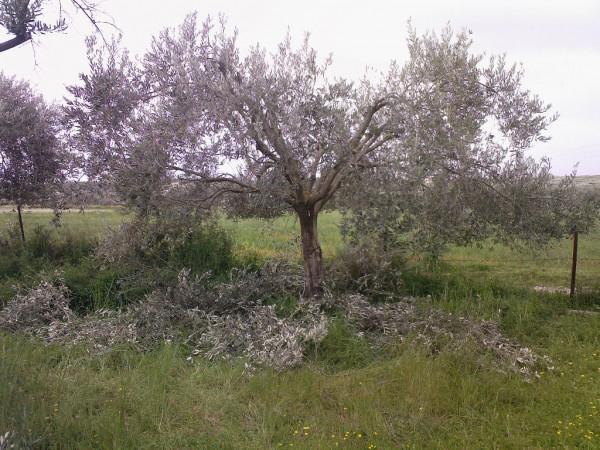 Πράσινα Σημεία Βιομάζας: Μία διαχρονική πρόταση της ΕΛΕΑΒΙΟΜ που δεν θα μπορούσε να είναι πιο επίκαιρη.