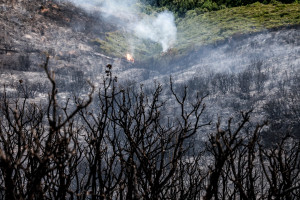 Κ. Λαγουβάρδος: 454.000 στρέμματα έχουν καεί στην Ελλάδα, από την αρχή του έτους