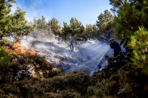 Απαγόρευση θήρας στη Χίο: ανάσα ζωής για το καμένο νησί