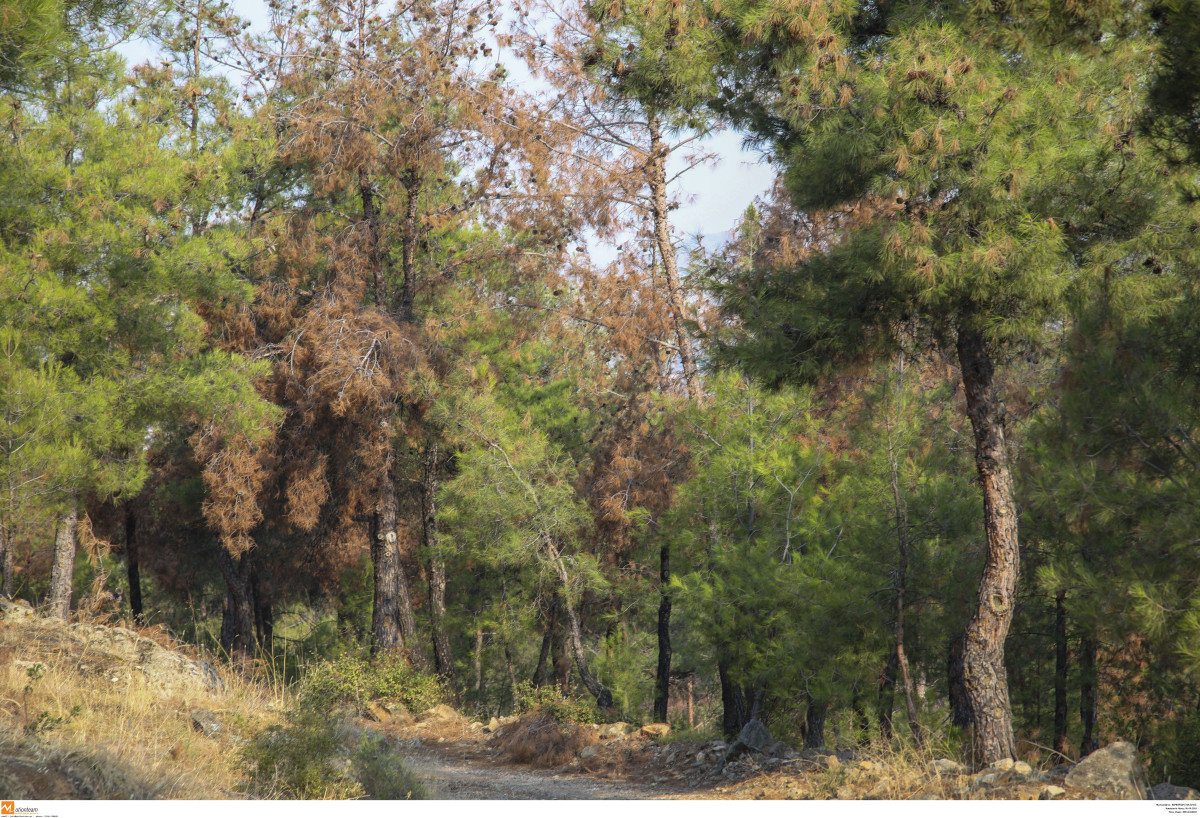 Υπερσύχρονα ραντάρ πυρανίχνευσης στο Σέιχ Σου