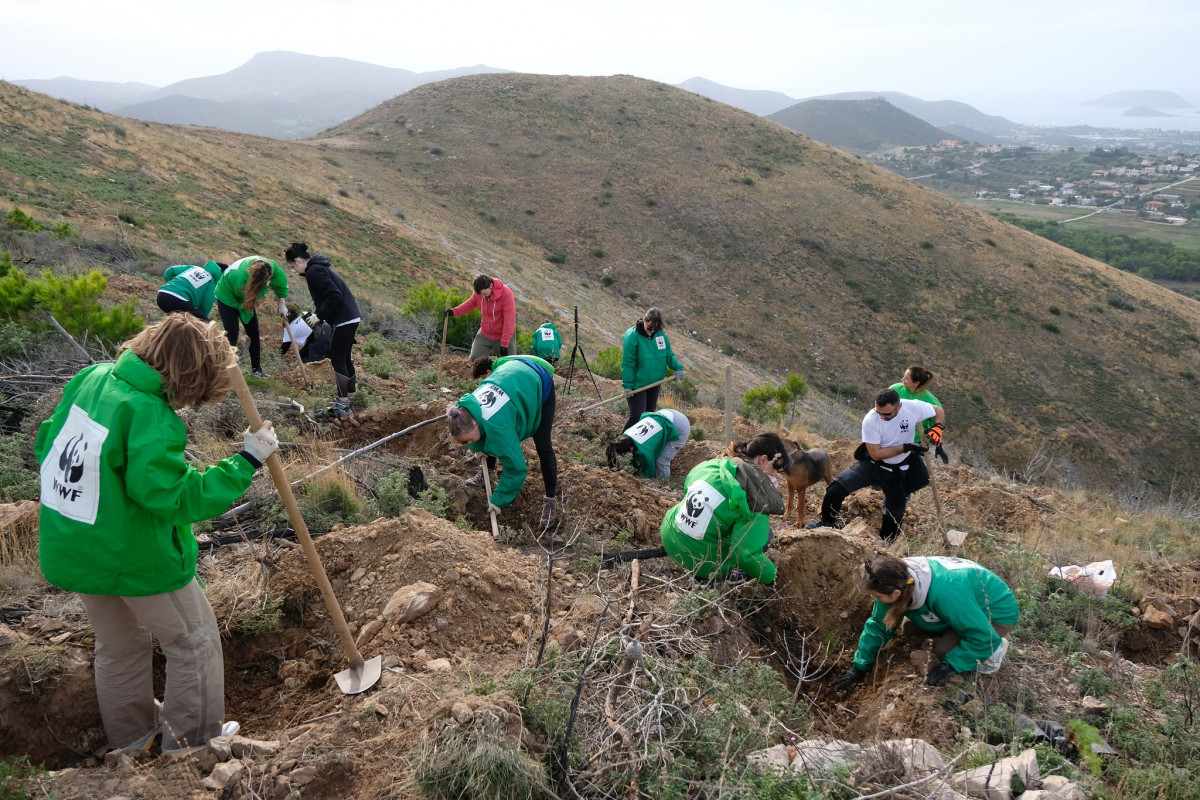 To WWF Ελλάς και ο Τ.Ο.Ε.Β. Ταυρωπού οργανώνουν δράση δενδροφύτευσης στην Καρδίτσα