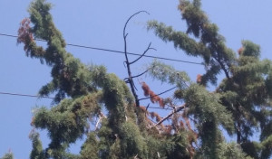 Τα καλώδια της ΔΕΗ ενοχοποιούνται για πολλές φωτιές