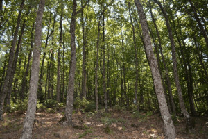 Διευκρινίσεις σχετικά με το Πρόγραμμα Προστασίας και Αναβάθμισης Δασών 2021 που εκτελεί το Πράσινο Ταμείο