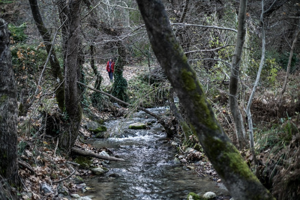 Ο Αμυράς στην πρότυπη αποκατάσταση - αναδάσωση του δάσους στην Καλλιθέα Πεντέλης