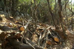 Ερώτηση βουλευτών ΣΥΡΙΖΑ για αδιαφανείς διαδικασίες και υπέρογκες αμοιβές για έργα καθαρισμού δασών από την ΓΓ Πολιτικής Προστασίας
